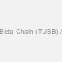 Tubulin Beta Chain (TUBB) Antibody
